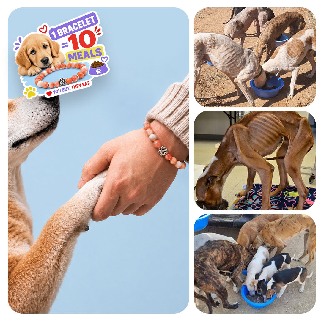 One Bracelet Feeds 10 Dogs. Live Feeding Videos Included.